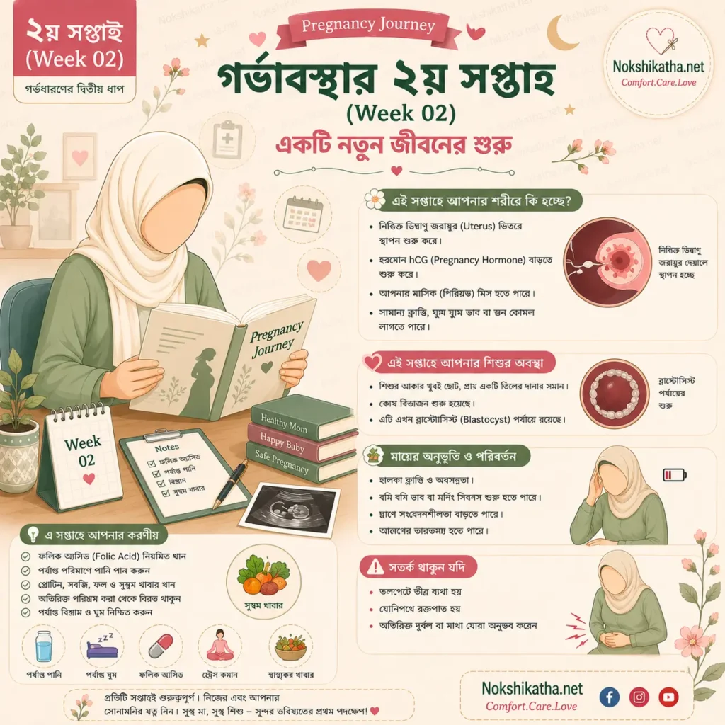 গর্ভাবস্থার ২য় সপ্তাহে কী হয়, Pregnancy Week 2, গর্ভাবস্থার দ্বিতীয় সপ্তাহের পরিবর্তন ও পরামর্শ - Nokshikatha