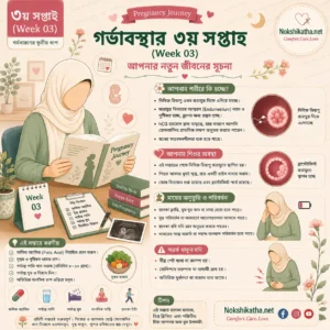 গর্ভাবস্থার ৩য় সপ্তাহে কী হয়, Pregnancy Week 3, নিষিক্ত ডিম্বাণু ও গর্ভাবস্থার তৃতীয় সপ্তাহের পরিবর্তন - Nokshikatha